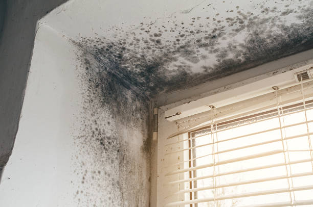 Affordable Mold Remediation solutions in Mackinaw City, MI