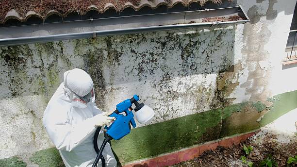 Top rated local Mold Remediation specialists in Mackinaw City, MI